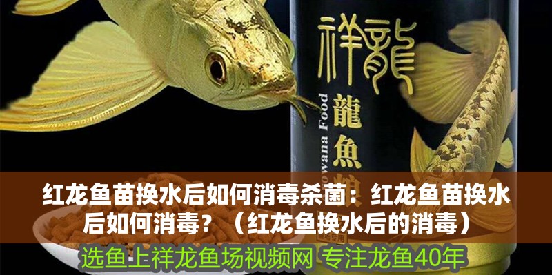 紅龍魚苗換水后如何消毒殺菌：紅龍魚苗換水后如何消毒？（紅龍魚換水后的消毒）