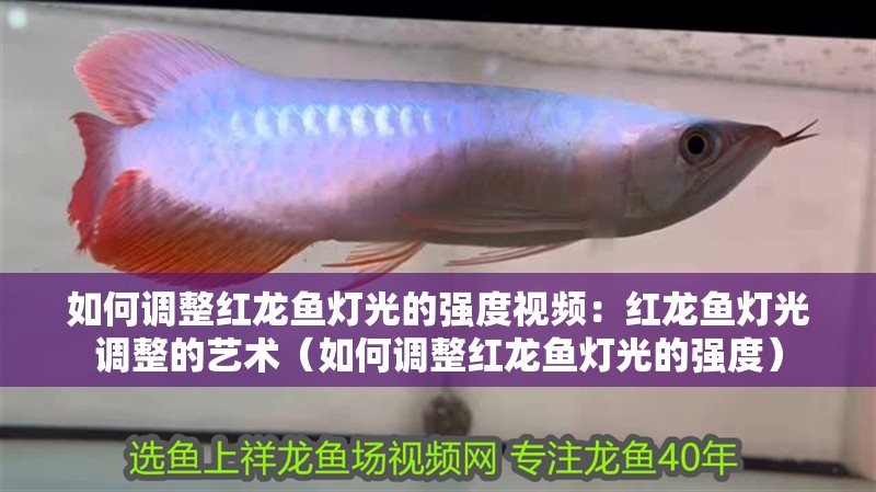 如何調整紅龍魚燈光的強度視頻：紅龍魚燈光調整的藝術（如何調整紅龍魚燈光的強度）