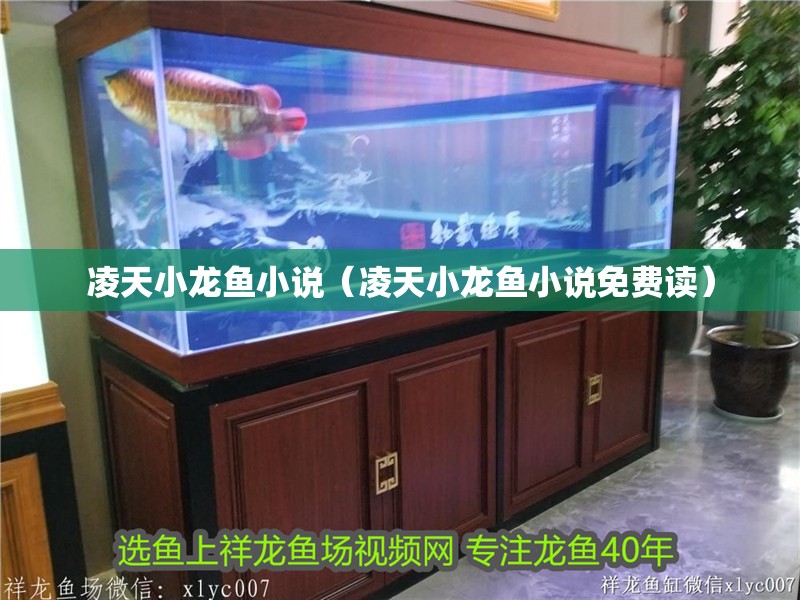 凌天小龍魚小說(shuō)（凌天小龍魚小說(shuō)免費(fèi)讀）