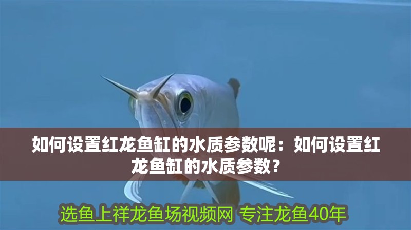 如何設置紅龍魚缸的水質參數呢：如何設置紅龍魚缸的水質參數？