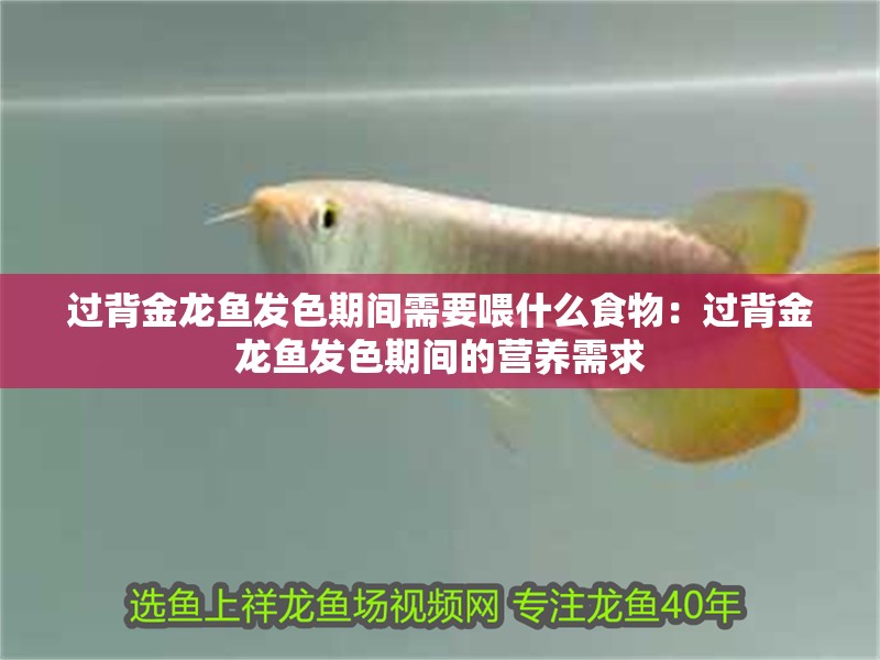 過背金龍魚發(fā)色期間需要喂什么食物：過背金龍魚發(fā)色期間的營養(yǎng)需求