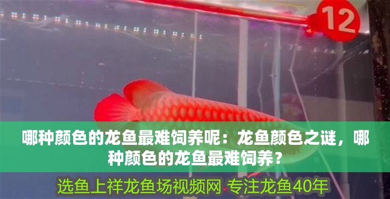 哪種顏色的龍魚最難飼養呢：龍魚顏色之謎，哪種顏色的龍魚最難飼養？