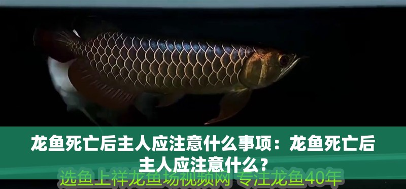 龍魚死亡后主人應注意什么事項：龍魚死亡后主人應注意什么？