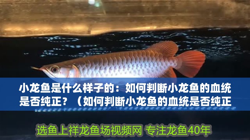 小龍魚是什么樣子的：如何判斷小龍魚的血統是否純正？（如何判斷小龍魚的血統是否純正）