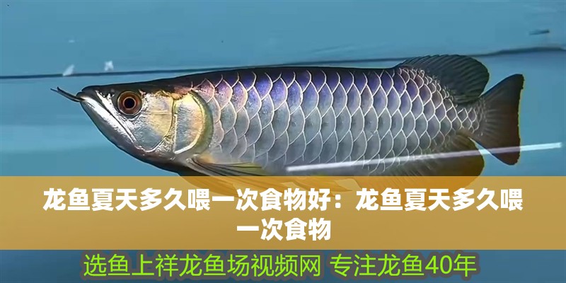 龍魚夏天多久喂一次食物好：龍魚夏天多久喂一次食物