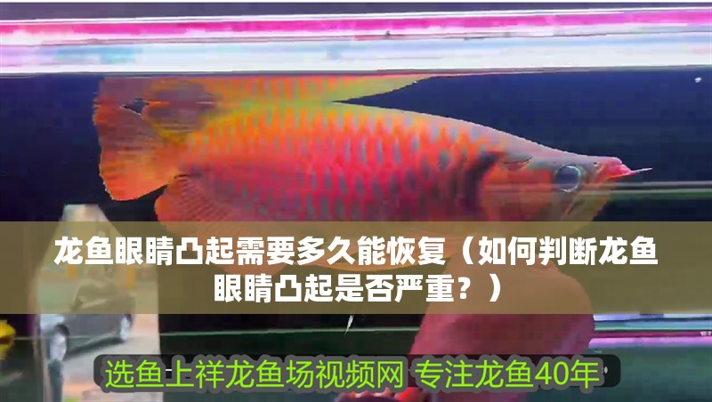 龍魚眼睛凸起需要多久能恢復(fù)（如何判斷龍魚眼睛凸起是否嚴(yán)重？）
