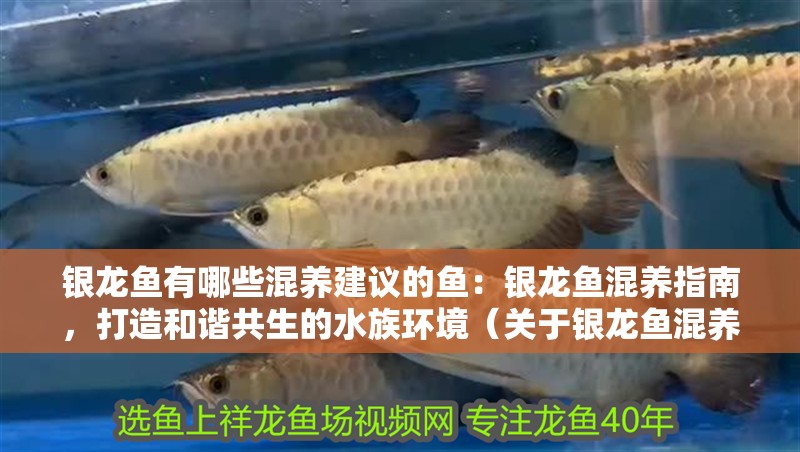 銀龍魚有哪些混養(yǎng)建議的魚：銀龍魚混養(yǎng)指南，打造和諧共生的水族環(huán)境（關于銀龍魚混養(yǎng)的一些建議）
