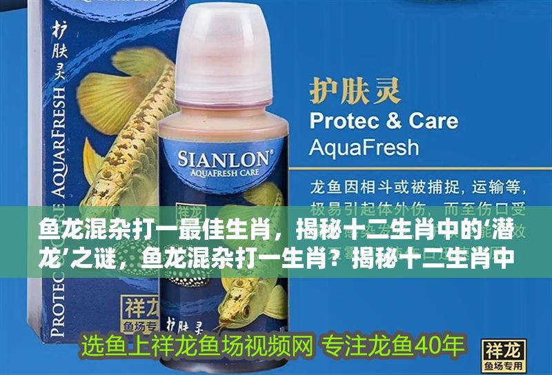 魚龍混雜打一最佳生肖，揭秘十二生肖中的‘潛龍’之謎，魚龍混雜打一生肖？揭秘十二生肖中的‘潛龍’之謎