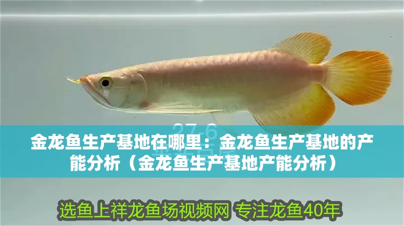 金龍魚生產基地在哪里：金龍魚生產基地的產能分析（金龍魚生產基地產能分析）