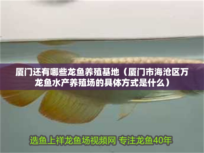 廈門還有哪些龍魚養殖基地（廈門市海滄區萬龍魚水產養殖場的具體方式是什么） 廈門還有哪些龍魚養殖基地（廈門市海滄區萬龍魚水產養殖場的具體方式是什么） 龍魚百科