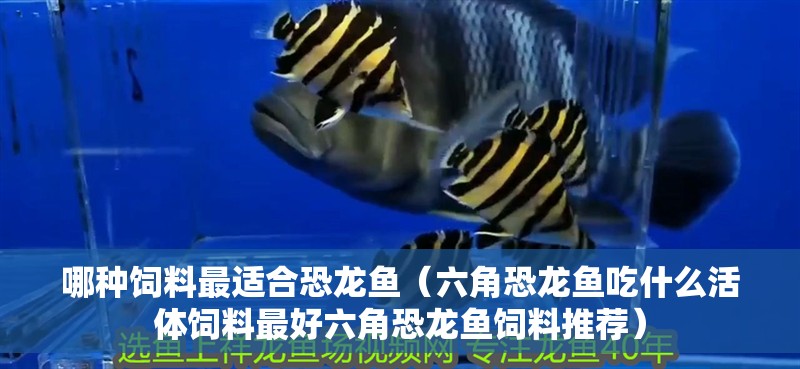 哪種飼料最適合恐龍魚（六角恐龍魚吃什么活體飼料最好六角恐龍魚飼料推薦）