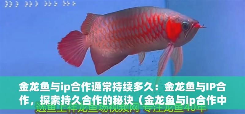 金龍魚與ip合作通常持續多久：金龍魚與IP合作，探索持久合作的秘訣（金龍魚與ip合作中發揮各自的優勢互補金龍魚與ip合作）