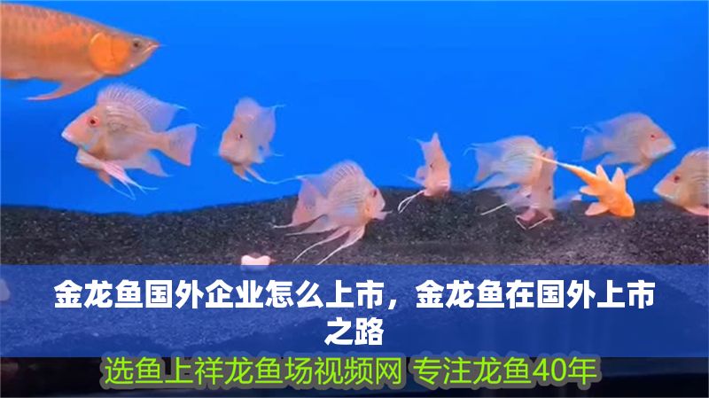 金龍魚(yú)國(guó)外企業(yè)怎么上市，金龍魚(yú)在國(guó)外上市之路 金龍魚(yú)國(guó)外企業(yè)怎么上市，金龍魚(yú)在國(guó)外上市之路 龍魚(yú)百科 第2張