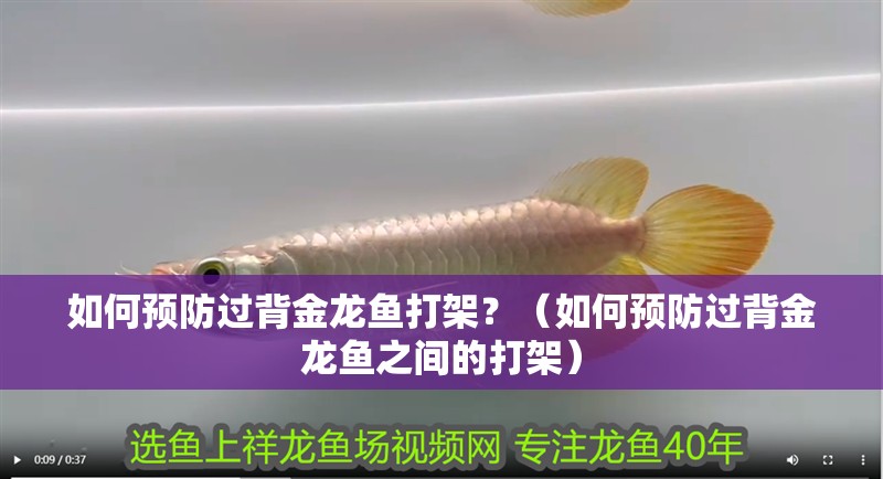 如何預防過背金龍魚打架？（如何預防過背金龍魚之間的打架）