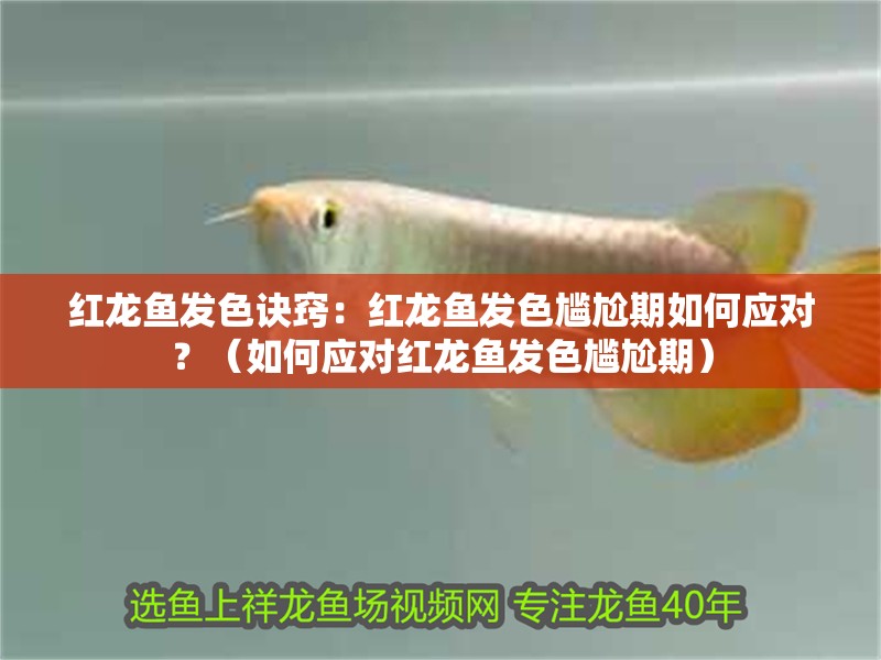 紅龍魚發色訣竅：紅龍魚發色尷尬期如何應對？（如何應對紅龍魚發色尷尬期）