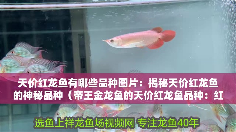 天價(jià)紅龍魚(yú)有哪些品種圖片：揭秘天價(jià)紅龍魚(yú)的神秘品種（帝王金龍魚(yú)的天價(jià)紅龍魚(yú)品種：紅龍魚(yú)品種的秘密揭曉）