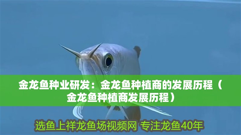 金龍魚種業(yè)研發(fā)：金龍魚種植商的發(fā)展歷程（金龍魚種植商發(fā)展歷程） 金龍魚種業(yè)研發(fā)：金龍魚種植商的發(fā)展歷程（金龍魚種植商發(fā)展歷程） 水族問答