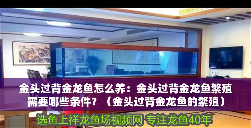 金頭過背金龍魚怎么養：金頭過背金龍魚繁殖需要哪些條件？（金頭過背金龍魚的繁殖）