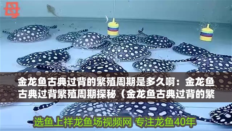 金龍魚古典過背的繁殖周期是多久啊：金龍魚古典過背繁殖周期探秘（金龍魚古典過背的繁殖周期）