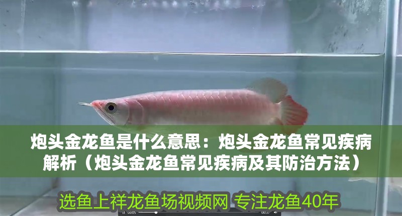 炮頭金龍魚是什么意思：炮頭金龍魚常見疾病解析（炮頭金龍魚常見疾病及其防治方法）