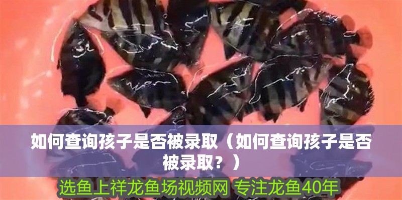 如何查詢孩子是否被錄取（如何查詢孩子是否被錄取？）