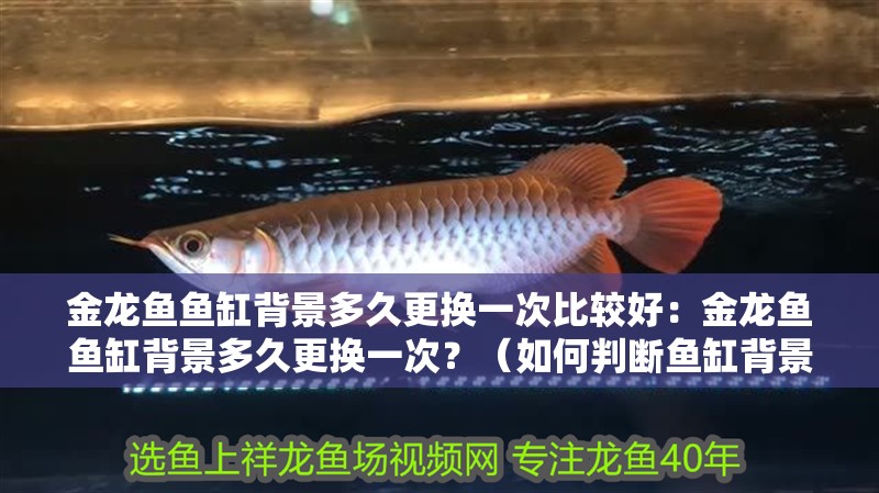 金龍魚魚缸背景多久更換一次比較好：金龍魚魚缸背景多久更換一次？（如何判斷魚缸背景材料的更換）