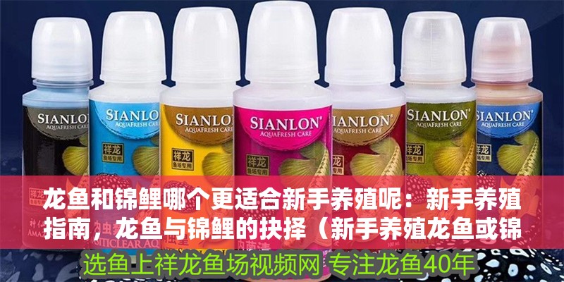 龍魚和錦鯉哪個更適合新手養殖呢：新手養殖指南，龍魚與錦鯉的抉擇（新手養殖龍魚或錦鯉和錦鯉的飼養指南和定期監測水質）