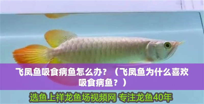 飛鳳魚吸食病魚怎么辦？（飛鳳魚為什么喜歡吸食病魚？） 飛鳳魚吸食病魚怎么辦？（飛鳳魚為什么喜歡吸食病魚？） 龍魚百科