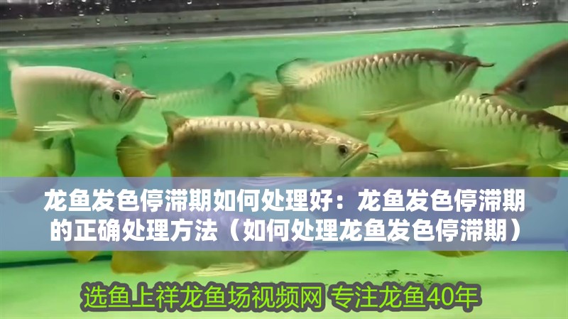 龍魚發色停滯期如何處理好：龍魚發色停滯期的正確處理方法（如何處理龍魚發色停滯期）