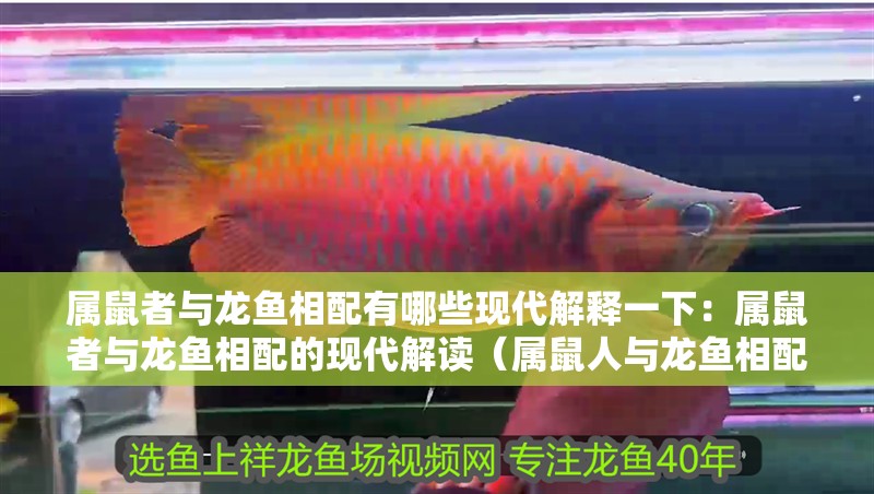 屬鼠者與龍魚相配有哪些現代解釋一下：屬鼠者與龍魚相配的現代解讀（屬鼠人與龍魚相配的說法）