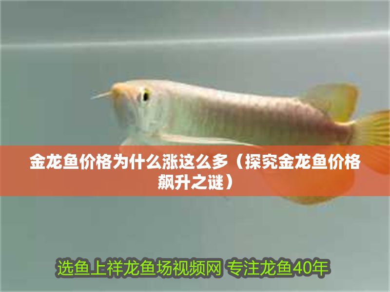 金龍魚價格為什么漲這么多（探究金龍魚價格飆升之謎）