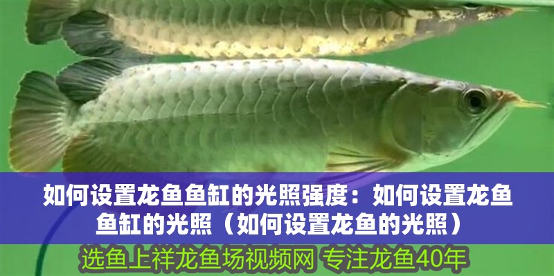 如何設(shè)置龍魚魚缸的光照強(qiáng)度：如何設(shè)置龍魚魚缸的光照（如何設(shè)置龍魚的光照）