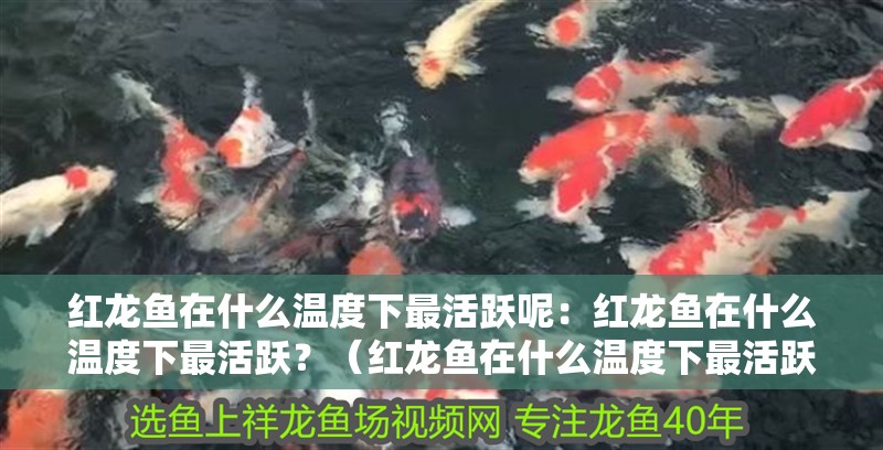 紅龍魚在什么溫度下最活躍呢：紅龍魚在什么溫度下最活躍？（紅龍魚在什么溫度下最活躍）