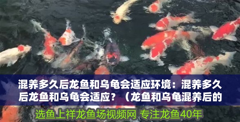 混養多久后龍魚和烏龜會適應環境：混養多久后龍魚和烏龜會適應？（龍魚和烏龜混養后的適應性問題）