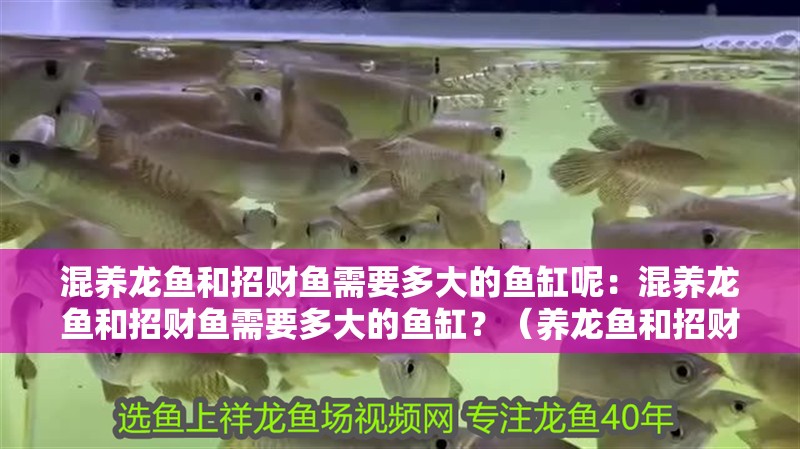 混養(yǎng)龍魚(yú)和招財(cái)魚(yú)需要多大的魚(yú)缸呢：混養(yǎng)龍魚(yú)和招財(cái)魚(yú)需要多大的魚(yú)缸？（養(yǎng)龍魚(yú)和招財(cái)魚(yú)的魚(yú)缸大小取決于多種因素）