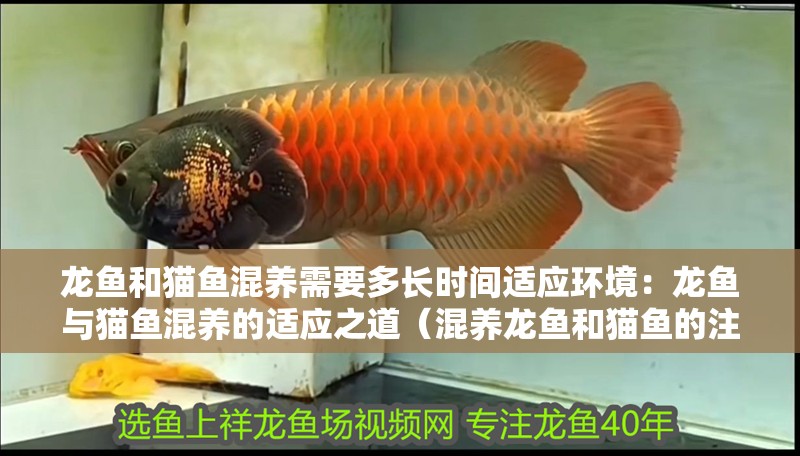 龍魚和貓魚混養需要多長時間適應環境：龍魚與貓魚混養的適應之道（混養龍魚和貓魚的注意事項）