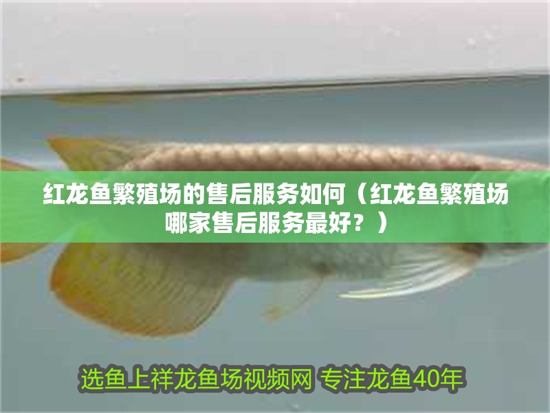 紅龍魚繁殖場的售后服務如何（紅龍魚繁殖場哪家售后服務最好？）