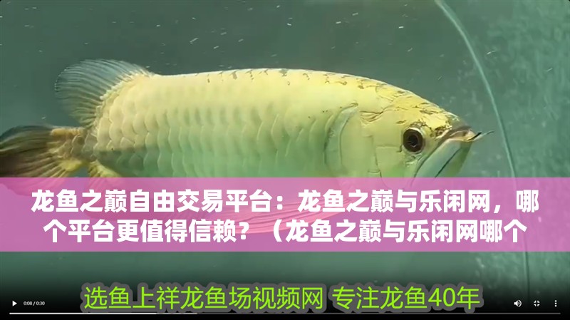 龍魚之巔自由交易平臺：龍魚之巔與樂閑網，哪個平臺更值得信賴？（龍魚之巔與樂閑網哪個平臺更值得信賴龍魚之巔和樂閑網）