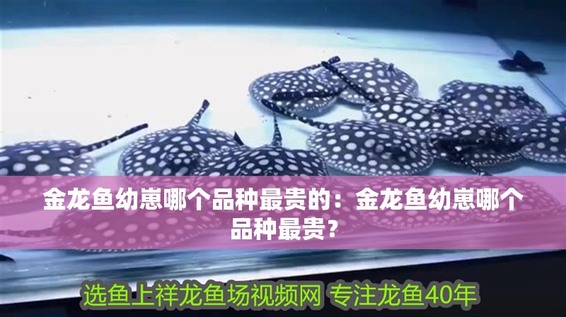 金龍魚幼崽哪個品種最貴的：金龍魚幼崽哪個品種最貴？