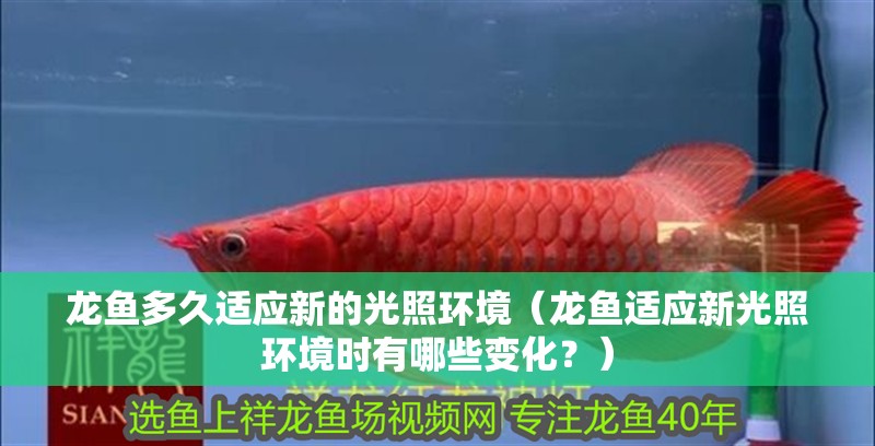 龍魚多久適應新的光照環境（龍魚適應新光照環境時有哪些變化？）