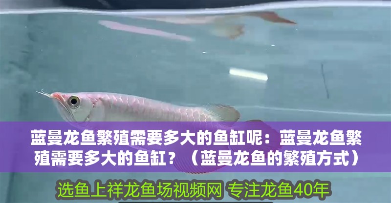 藍曼龍魚繁殖需要多大的魚缸呢：藍曼龍魚繁殖需要多大的魚缸？（藍曼龍魚的繁殖方式）