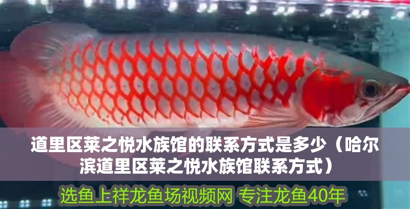 道里區(qū)萊之悅水族館的聯(lián)系方式是多少（哈爾濱道里區(qū)萊之悅水族館聯(lián)系方式） 道里區(qū)萊之悅水族館的聯(lián)系方式是多少（哈爾濱道里區(qū)萊之悅水族館聯(lián)系方式） 龍魚百科