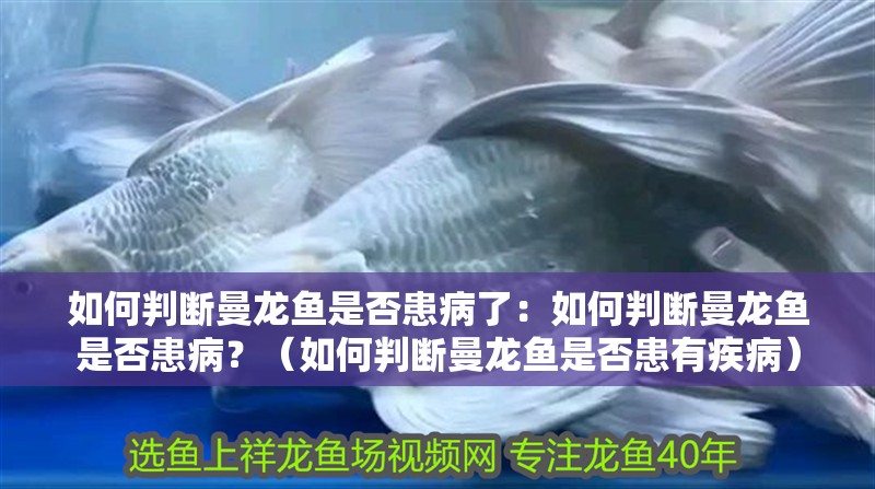 如何判斷曼龍魚是否患病了：如何判斷曼龍魚是否患病？（如何判斷曼龍魚是否患有疾病）