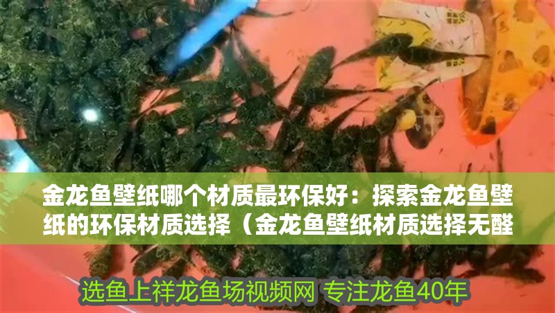 金龍魚壁紙哪個材質最環保好：探索金龍魚壁紙的環保材質選擇（金龍魚壁紙材質選擇無醛糯米紙壁紙的材質是什么材質） 金龍魚壁紙哪個材質最環保好：探索金龍魚壁紙的環保材質選擇（金龍魚壁紙材質選擇無醛糯米紙壁紙的材質是什么材質） 水族問答