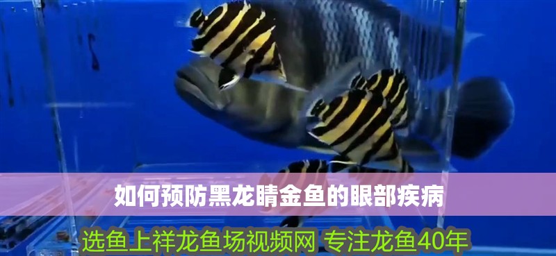 如何預防黑龍睛金魚的眼部疾病 如何預防黑龍睛金魚的眼部疾病 龍魚百科