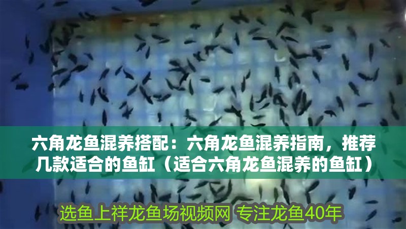 六角龍魚混養搭配：六角龍魚混養指南，推薦幾款適合的魚缸（適合六角龍魚混養的魚缸）