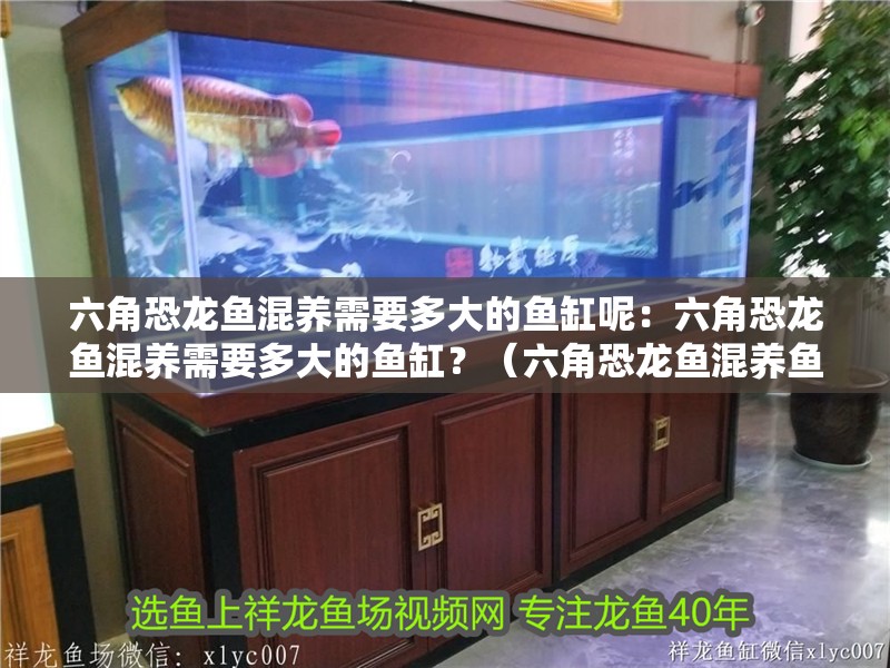 六角恐龍魚混養需要多大的魚缸呢：六角恐龍魚混養需要多大的魚缸？（六角恐龍魚混養魚缸大小至關重要因素，混養魚缸大小至關重要）