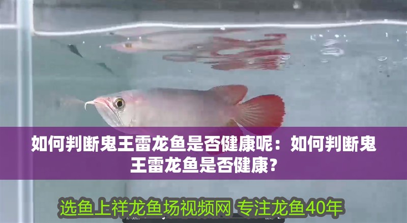如何判斷鬼王雷龍魚是否健康呢：如何判斷鬼王雷龍魚是否健康？