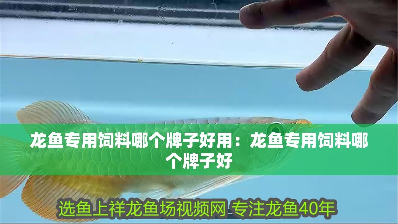 龍魚專用飼料哪個牌子好用：龍魚專用飼料哪個牌子好