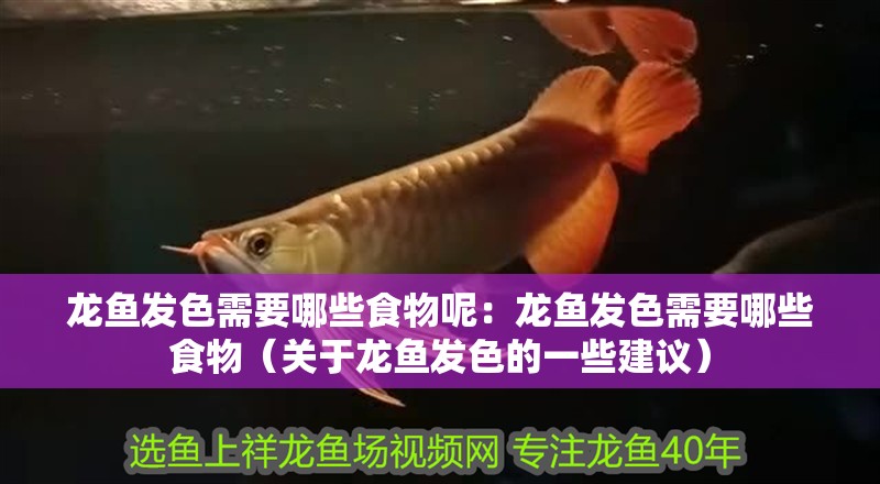 龍魚發(fā)色需要哪些食物呢：龍魚發(fā)色需要哪些食物（關(guān)于龍魚發(fā)色的一些建議）